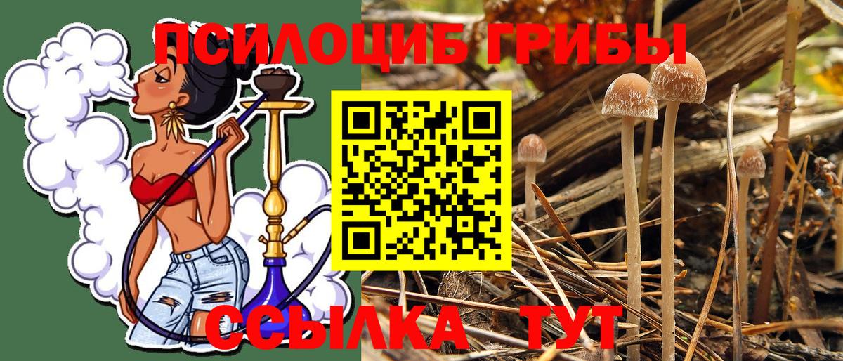 Камышлов  Галлюциногенные грибы GOLDEN TEACHER  Вход с VPN 
